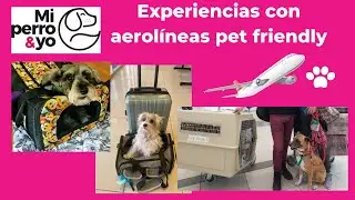 Aerol&iacute;neas pet friendly: experiencias y transportines para perros.
