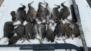 Marsh Hen Hunt September 2023