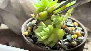 Mỗi cây mỗi vẻ
