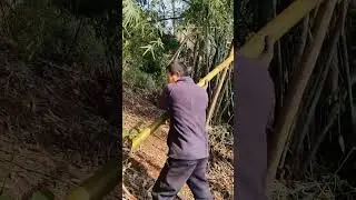 Bamboo Tree Cutting Skills #satisfying #short
