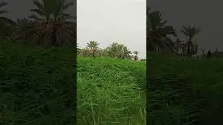 #fieldvideo #livevideo