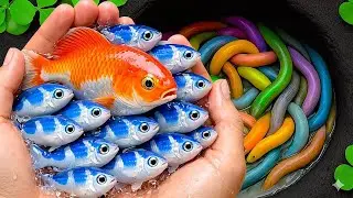 Найдите пресноводных рыб, аквариумных рыбок в волшебных яйцах, черепах, детенышей омара, золотых ...