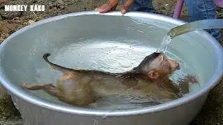 Monkey Kako Take Relaxing Bath And Swimming In Large Mixing Bowl