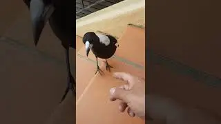 Making friends with an Australian Magpie #bird #australianmagpie #magpie #birds #magpiebeauty