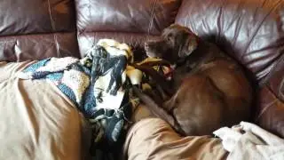 Brody sings the claasics! JG Wentworth rap.