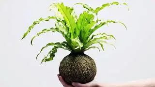 How to make kokedama- moss planter ball at home