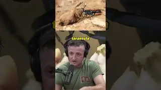 The Tarantula Hawk Wasp #shorts #joerogan