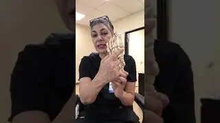 How Many Bones Are There In The Human Foot?