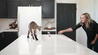 About Our Program - Select Exotics Savannah Cat Breeders