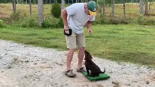 Lab puppy day 1 placeboard
