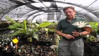 Caladium Care &mdash; дистрибьюторы Paradise