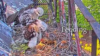#77🦅🐥31&deg;🐥27&deg;(🐣✝️)／Cornell US🇺🇸Red-tailed Hawk Nest 2025／Arthur💗Big Red／by Cornell Lab Bird Cams