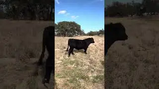 The Cattle Range Listing #601D138