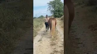 Leben mit Pferd 🐎 | Verantwortung, Training & Abenteuer in Tennessee!