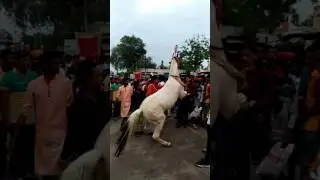 Urs sharif shababu patur