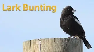 Lark Bunting: Troubadour of the Plains