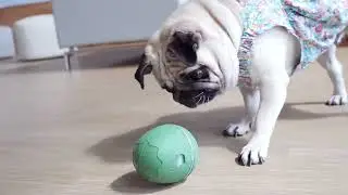 Wicked Egg : Automatic Interactive Pet Toy & Treat Dispenser (Link in Desc)