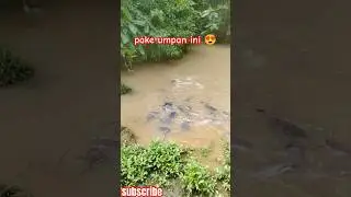 umpan mancing ikan lele paling gacor #mancing #fishing #shorts #fish
