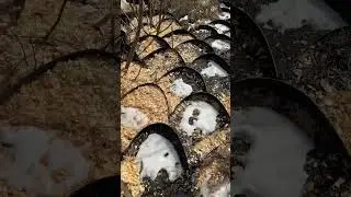 Осматриваю террасный сад, фиговые деревья. Зимняя температура 0&deg;F, 7-дюймовый снег с @dirtlockers в зоне 7A