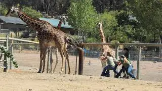Рождение детеныша жирафа в Safari West