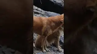 dogs falling in love