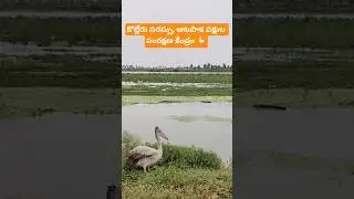 ఆటపాక 🪿🪿#trending #viralvideo #shorts #ytshorts #youtubeshorts #birds #kolleru #viral #new