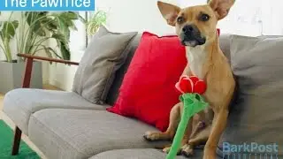 The Pawffice - Gus