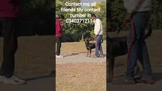 Dog training # For you Best Dog training Available All friends #❤️🐕