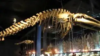 Museu de Ciências Naturais - PUC-MG - Belo Horizonte