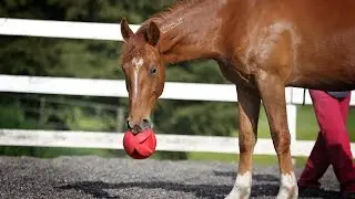 Mick Fetching Ball