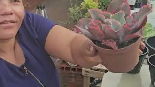 Plantando as Gibifloras 