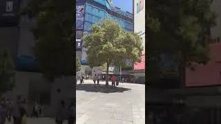 Aligustre del japon
