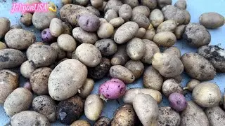 Harvesting Potatoes / My Garden 07032024