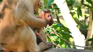 Rose monkey rest and need someone to nursing on health