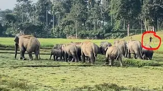 Wild Elephants Village Roads Crossing #elephant #wildlife #wildelephant 
