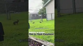 Cute Rabbits in Action: This is Their Playtime! 🐇