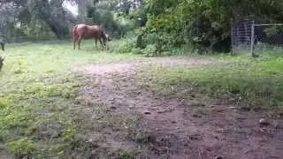 Mini donkey baby fail at 1:11