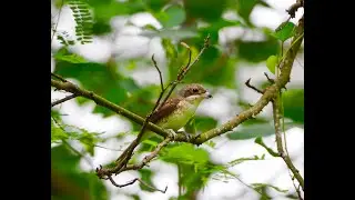 Tiger Shrike Killing Its Insect Prey In Coney Island