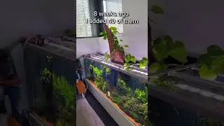 Killer snails for freshwater aquariums - Clea helena #shorts