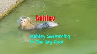 OMG..!! Ashley Pigtail Monkey Swimming In The Big Pool At Evening