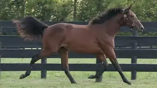 442 KOUNTRY SADIE - Muscle Hill/Superfreak S