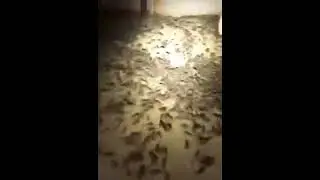 Rat Infestation with A1 Pest Control Canberra