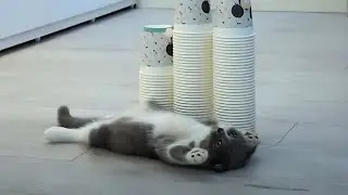 Funny Cat Paper Cup Challenge! - Pet Paws