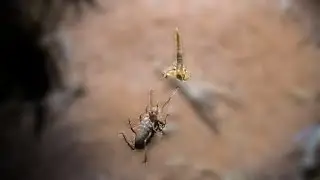 Epic battle: Sunspider Vs. Scorpion