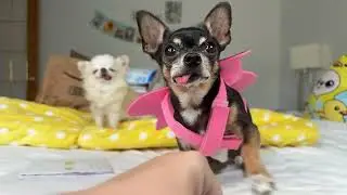 День почтового ящика! Майя получает подарки на день рождения 🦋 ПРЯМОЕ ВРЕМЯ
