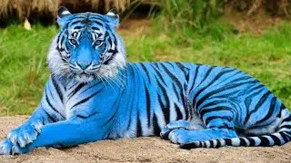 Os 6 Tipos de TIGRES Mais INCR&Iacute;VEIS do Mundo Que V&atilde;o Te SURPREENDER