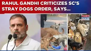 Rahul Gandhi Criticizes Supreme Court's 'Stray Dogs' Directive: 'These Voiceless Souls Are No...'