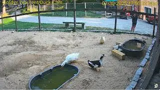 Goldy's  Tea Tent Duck 555pm to 557pmNick ;3 Ducks  730202