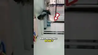 A Bird That Likes To Steal Money