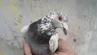 Sabhi video puri dekhe  for sale delhi 300 like #and subscribe 😀 